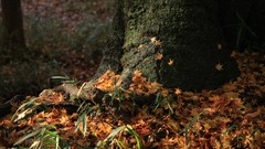 Landscapes autumn maple-leaf shrine