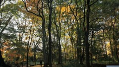 Landscapes autumn maple-leaf shrine