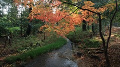 Landscapes autumn maple-leaf shrine