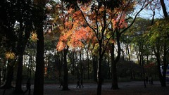 Landscapes autumn maple-leaf shrine