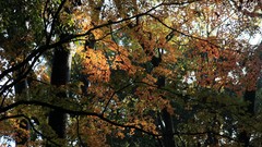 Landscapes autumn maple-leaf shrine