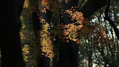 Landscapes autumn maple-leaf shrine