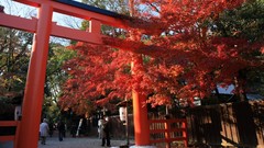 Landscapes autumn maple-leaf shrine