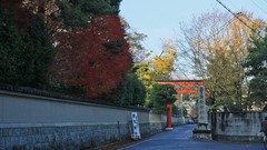 Landscapes autumn maple-leaf shrine