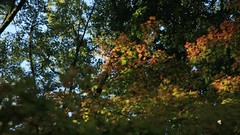 Landscapes autumn maple-leaf shrine