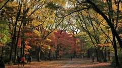 Landscapes autumn maple-leaf shrine