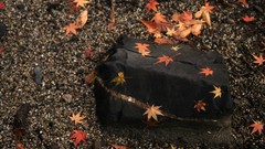 Landscapes autumn maple-leaf shrine