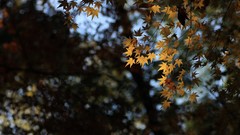 Landscapes autumn maple-leaf shrine