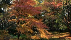 Landscapes autumn maple-leaf shrine
