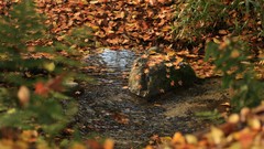 Landscapes autumn maple-leaf shrine