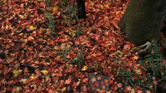 Landscapes autumn maple-leaf shrine