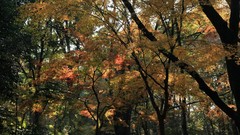 Landscapes autumn maple-leaf shrine