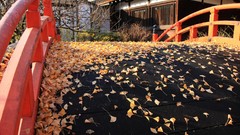 Landscapes autumn maple-leaf shrine