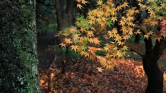 Landscapes autumn maple-leaf shrine