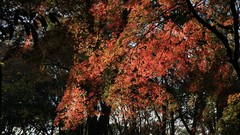 Landscapes autumn maple-leaf shrine