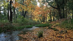 Landscapes autumn maple-leaf shrine