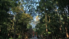 Landscapes autumn maple-leaf shrine