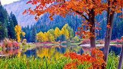 Landscapes autumn multicolor forests