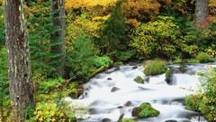 Landscapes autumn Oregon forests National