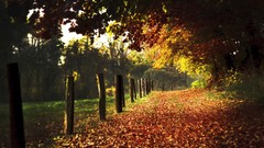 Landscapes autumn paths