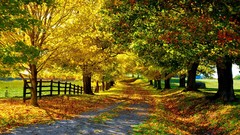 Landscapes autumn roads sunlight