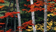 Landscapes autumn white colors forests National