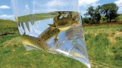 Landscapes Bags creatures