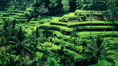 Landscapes Bali Indonesia palm trees terraces Villages