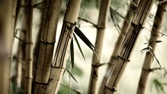 Landscapes bamboo