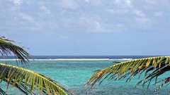 Landscapes Beaches palm leaves