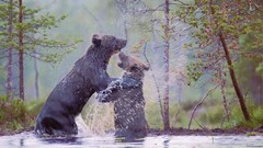 Landscapes Bears national geographic Finland