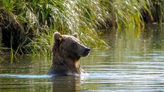 Landscapes Bears rivers