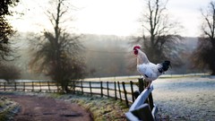 Landscapes Birds Chickens morning fences roosters