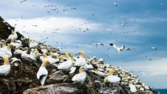 Landscapes Birds gannets