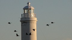 Landscapes Birds lighthouses skyscapes