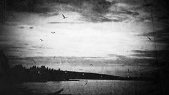 Landscapes Birds monochrome skies sea shorelines waterscapes