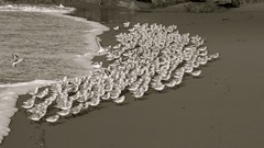 Landscapes Birds national geographic