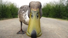 Landscapes Birds national geographic