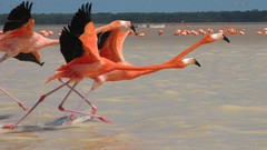 Landscapes Birds national geographic