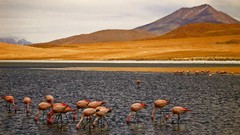 Landscapes Birds national geographic