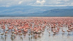 Landscapes Birds national park flamingos Kenya