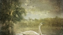 Landscapes Birds paintings Swans