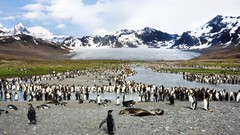 Landscapes Birds Penguins