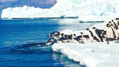 Landscapes Birds Penguins Arctic icebergs