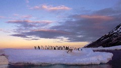 Landscapes Birds Penguins icebergs
