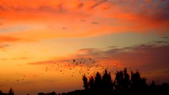 Landscapes Birds skies