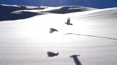 Landscapes Birds sunlight national geographic snow landscapes