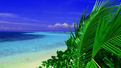 Landscapes blue coast palm trees Beaches