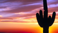 Landscapes cactus Arizona forests National tonto