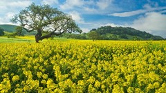 Landscapes California mustard